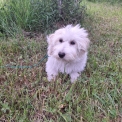 Cette petite femelle Coton de Tulear propose  l'achat est ne le 07/01/2025.