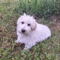 Chiot Coton de Tulear  vendre au prix de 1100  vaccin et identifi.