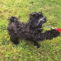 Chiot Bichon Havanais sans pedigree  prix 1000 .