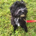 Chiot Bichon Havanais sans pedigree  prix 1000 .