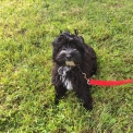 Chiot Bichon Havanais sans pedigree  en rgion Bourgogne-Franche-Comt.