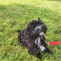 Chiot Bichon Havanais sans pedigree  prix 1000 .