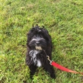 Chiot d'apparence de race Bichon Havanais  adopter.