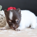 Chiot Chihuahua sans pedigree – prix 850 €.