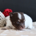 Chihuahua disponible dans le Pas-de-Calais