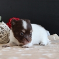 Chien Chihuahua proposé par l’élevage Domaine des terres lorginoise.