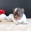 Chihuahua disponible dans le Pas-de-Calais