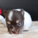 Chiot Chihuahua sans pedigree  en région Hauts-de-France.