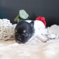 Chiot Chihuahua sans pedigree  en région Hauts-de-France.