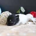 Chihuahua disponible dans le Pas-de-Calais
