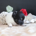 Chiot Chihuahua sans pedigree – prix 1000 €.