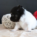 Chiot Chihuahua sans pedigree – prix 1000 €.