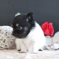 Chiot Chihuahua sans pedigree – prix 1000 €.