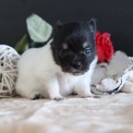 Chiot Chihuahua sans pedigree – prix 1000 €.