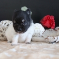 Chiot Chihuahua sans pedigree  en région Hauts-de-France.