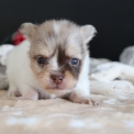 Chihuahua disponible dans le Pas-de-Calais