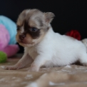 Chihuahua disponible dans le Pas-de-Calais