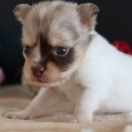 Chihuahua disponible dans le Pas-de-Calais