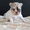 Chiot Chihuahua sans pedigree – prix 1000 €.