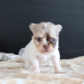 Chiot Chihuahua sans pedigree  en région Hauts-de-France.