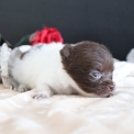 Chiot Chihuahua sans pedigree  en région Hauts-de-France.