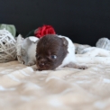 Chiot Chihuahua sans pedigree – prix 850 €.