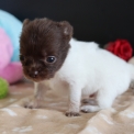 Chiot Chihuahua sans pedigree – prix 850 €.