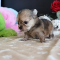 Chien Chihuahua proposée par l’élevage Domaine des terres lorginoise.