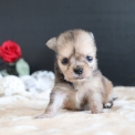 Chiot Chihuahua sans pedigree – prix 1200 €.