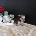 Chihuahua disponible dans le Pas-de-Calais