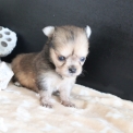 Chiot Chihuahua sans pedigree  en région Hauts-de-France.