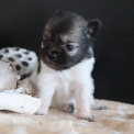 Chihuahua disponible dans le Pas-de-Calais