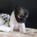 Chihuahua disponible dans le Pas-de-Calais