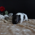 Chiot Chihuahua sans pedigree  en région Hauts-de-France.
