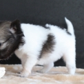 Chiot Chihuahua sans pedigree – prix 1000 €.