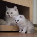 Chaton British Shorthair de race – prix 1400 €.