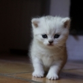 Chat British Shorthair proposé par l’élevage Du Lauragais.