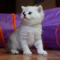 Chaton British Shorthair de race – prix 1400 €.