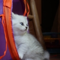 Chaton British Shorthair de race – prix 1400 €.