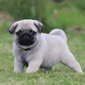 Chiot Carlin de race  en région Pays de la Loire.