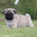Chiot Carlin de race  en région Pays de la Loire.