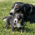 Chiot Grand Bouvier Suisse de race  en région Île-de-France.
