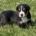 Chien Grand Bouvier Suisse proposé par l’élevage DU CLOS DE LA RONCIERE.