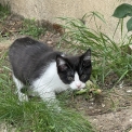 Chaton Maine Coon de race – prix 1000 €.