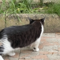 Chaton Maine Coon de race – prix 1000 €.