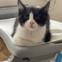 Maine Coon disponible en Seine-Maritime