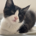 Chat Maine Coon proposée par l’élevage Chatcoon.
