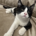Chaton Maine Coon  vendre au prix de 800  vaccin et identifi.