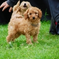 Chiot Caniche Nain de race – prix 1600 €.