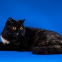 Chaton Exotic Shorthair de race  en région Centre-Val de Loire.